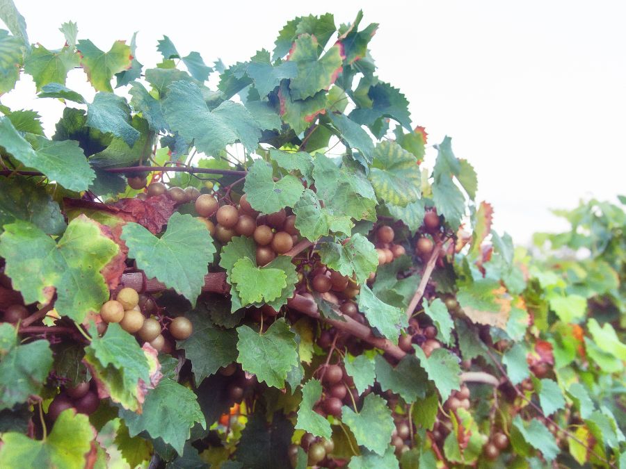 green muscadine grapes on the vine